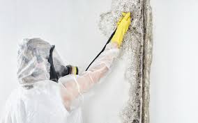 Asbestos and Lead Testing During Mold Inspection in Red Rock, AZ